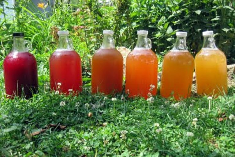 Kombucha